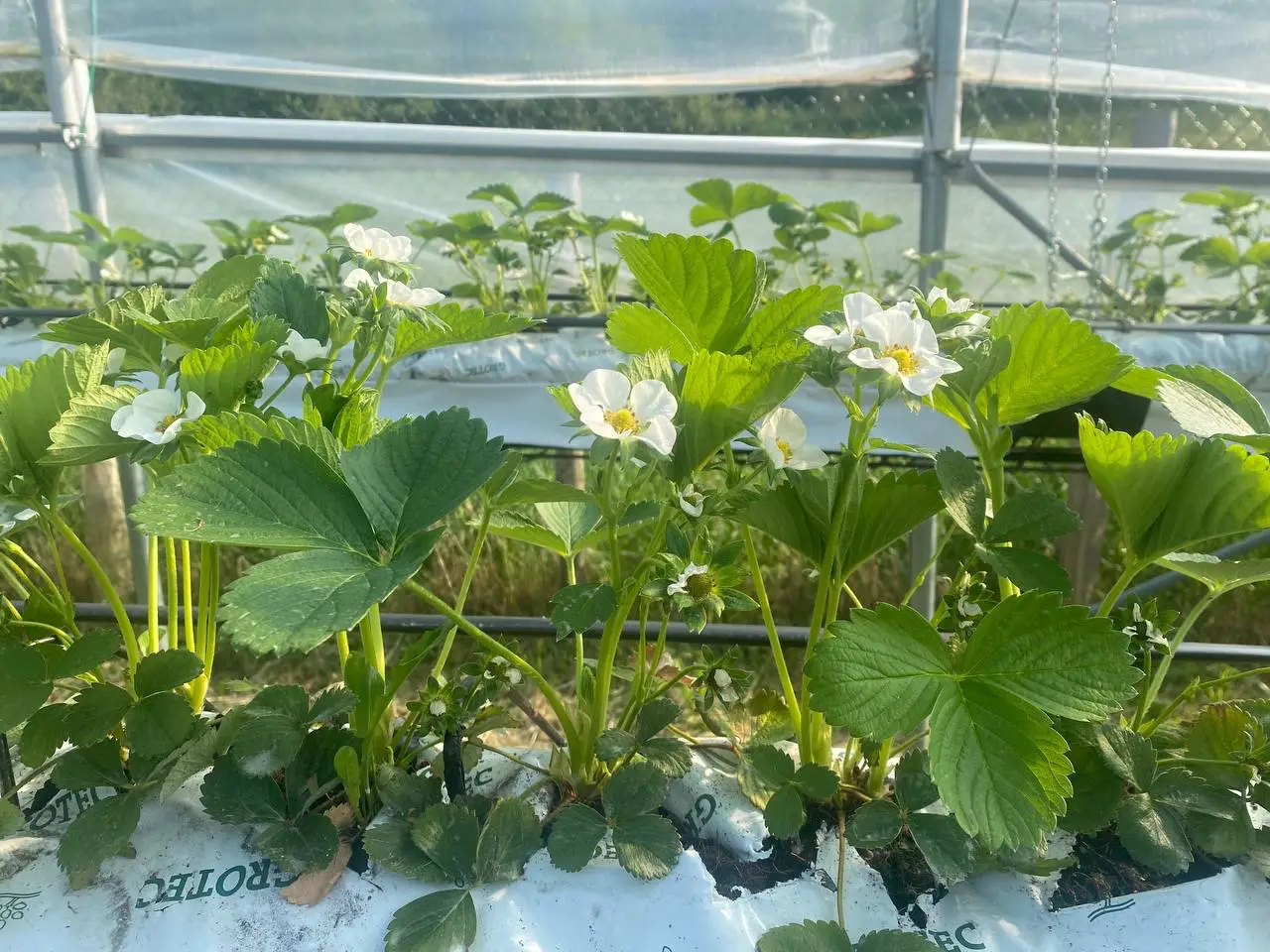 Impollinazione con api e bombi
