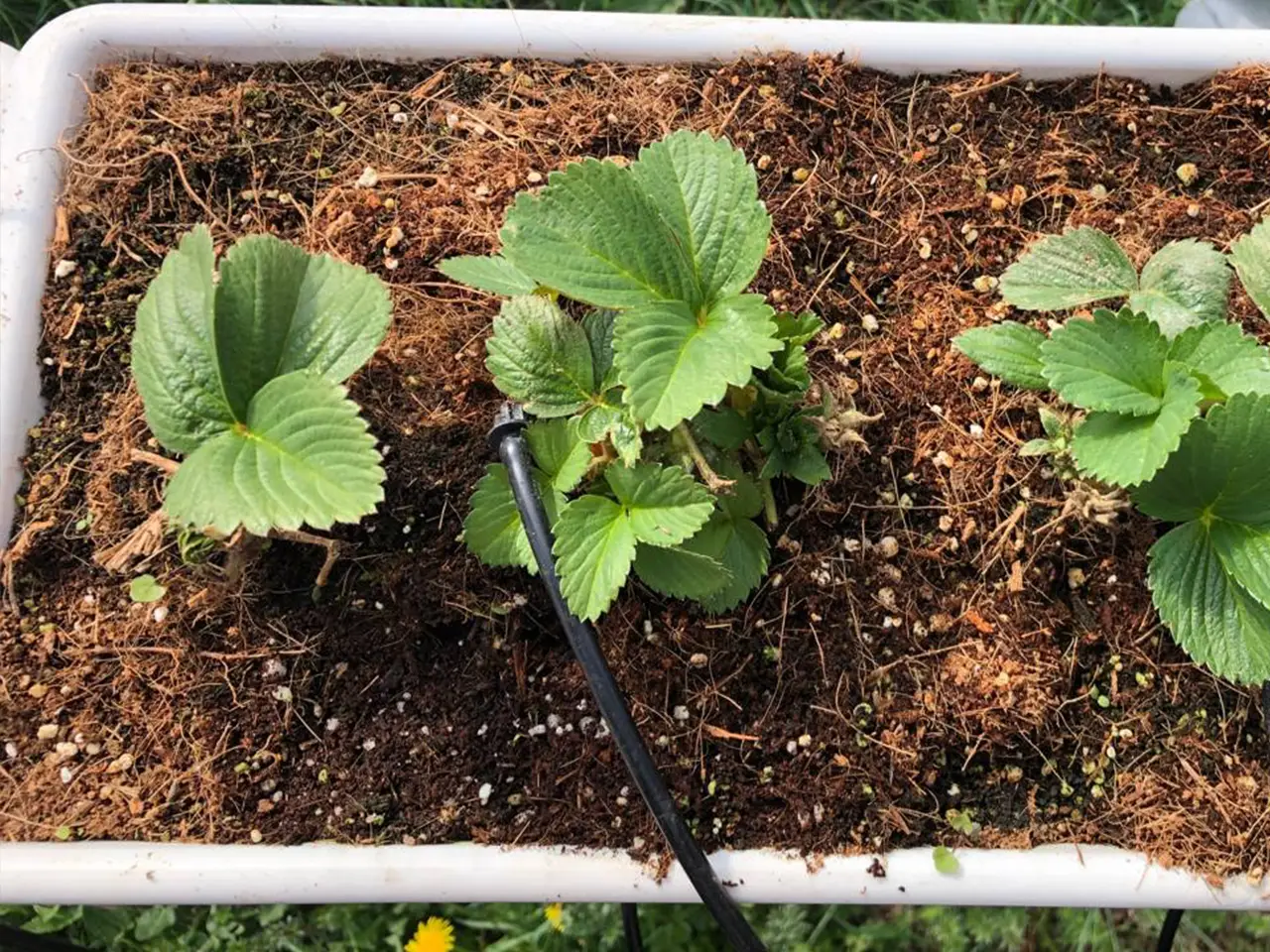 Le piantine si stabilizzano nel terriccio