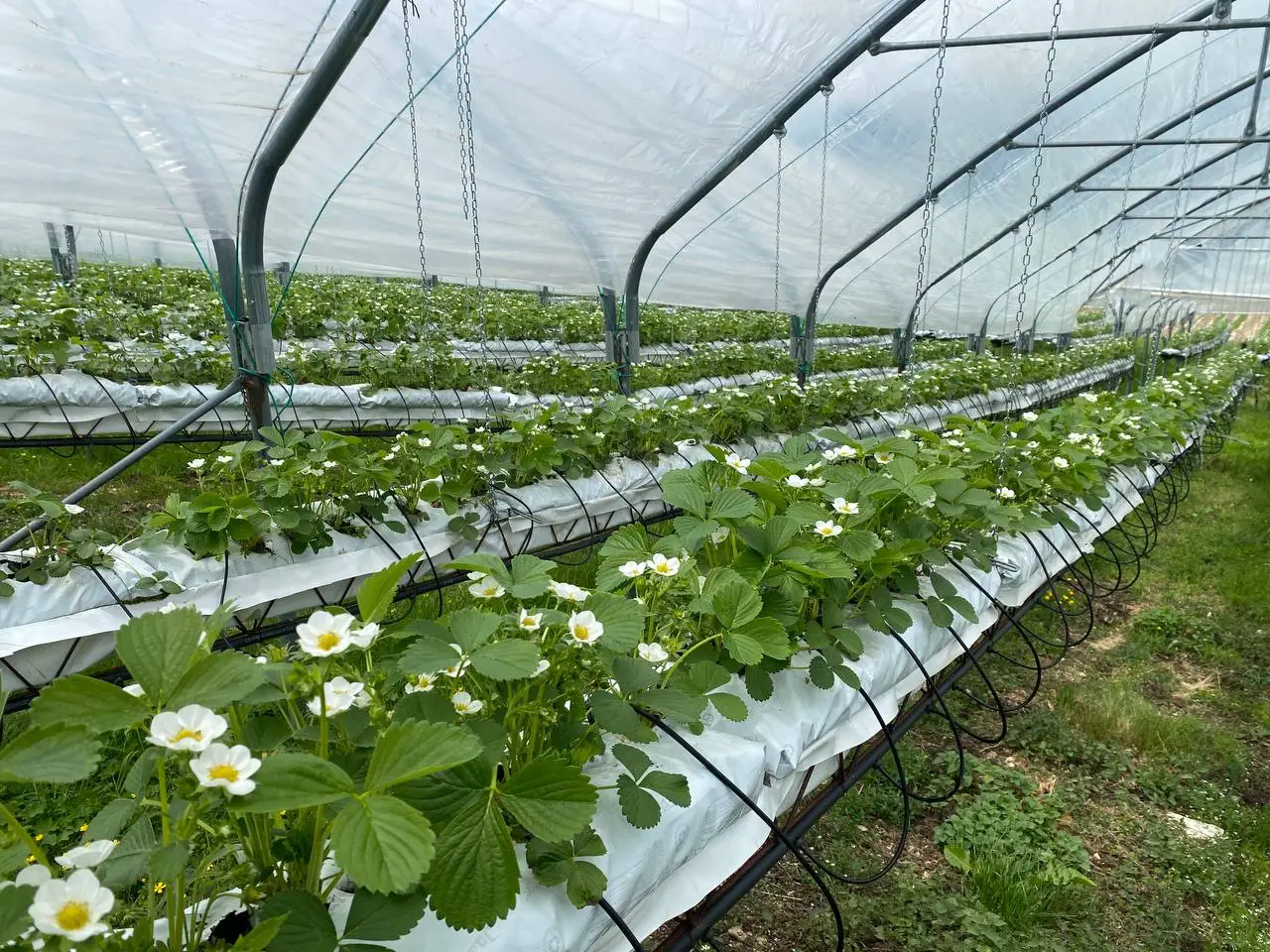 Piena fioritura delle piante di fragola