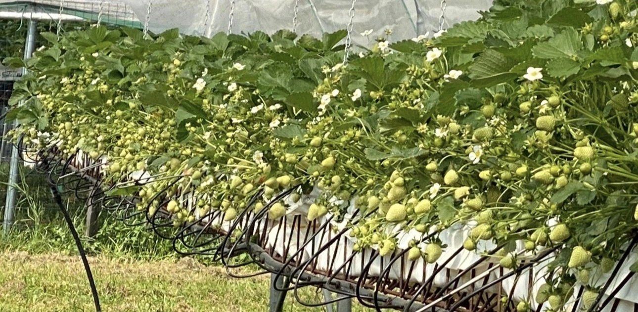Fragole verso la maturazione
