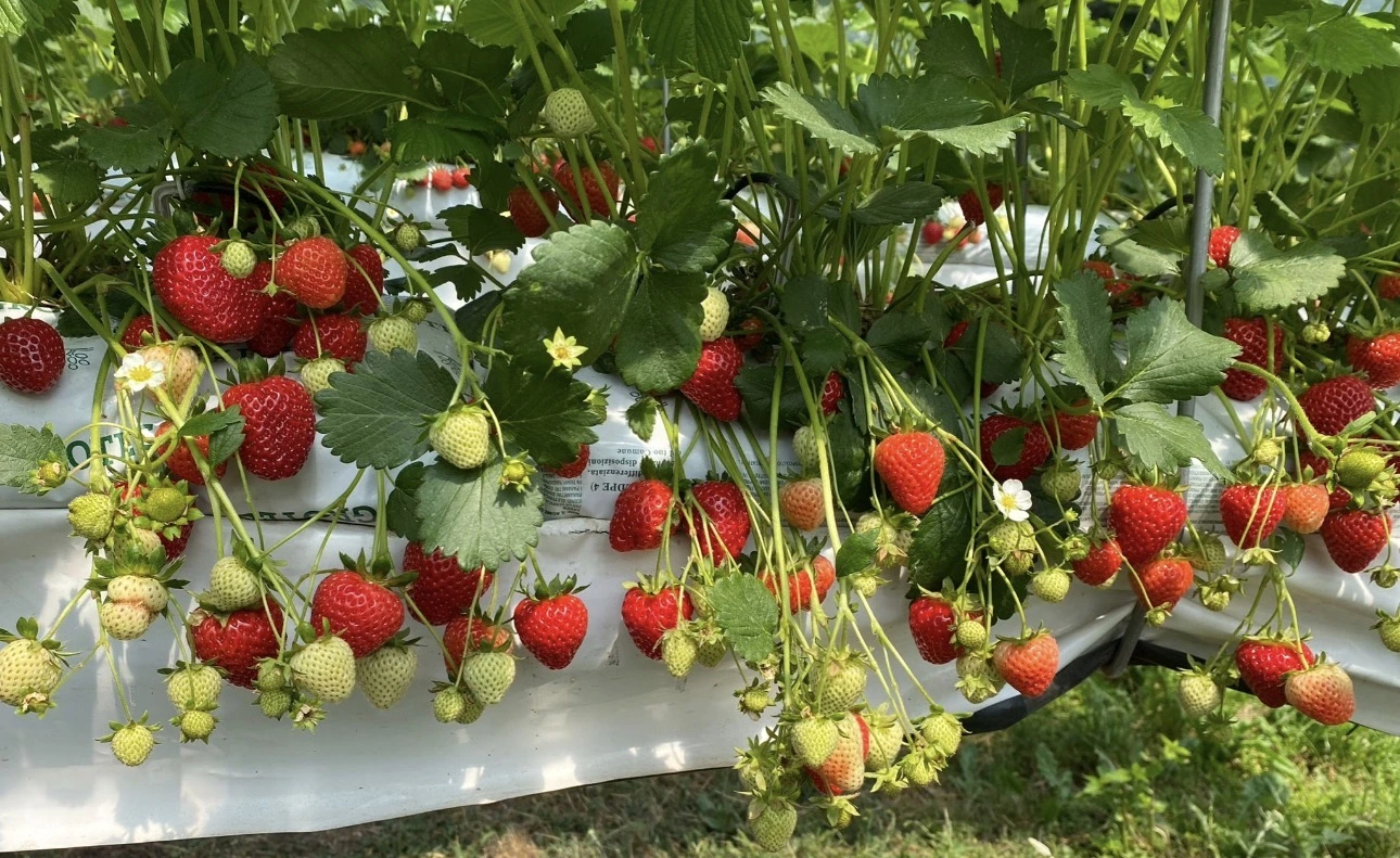 Fragole pronte al raccolto