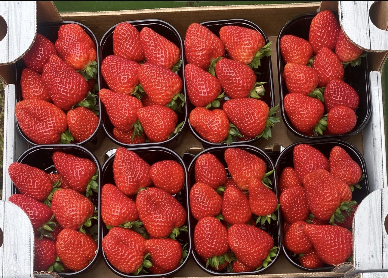 Fragole raccolte nei cestini, dalla terra alla tavola